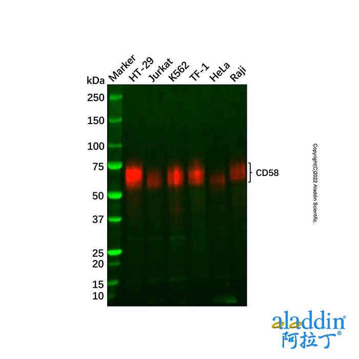 Recombinant CD58 Antibody