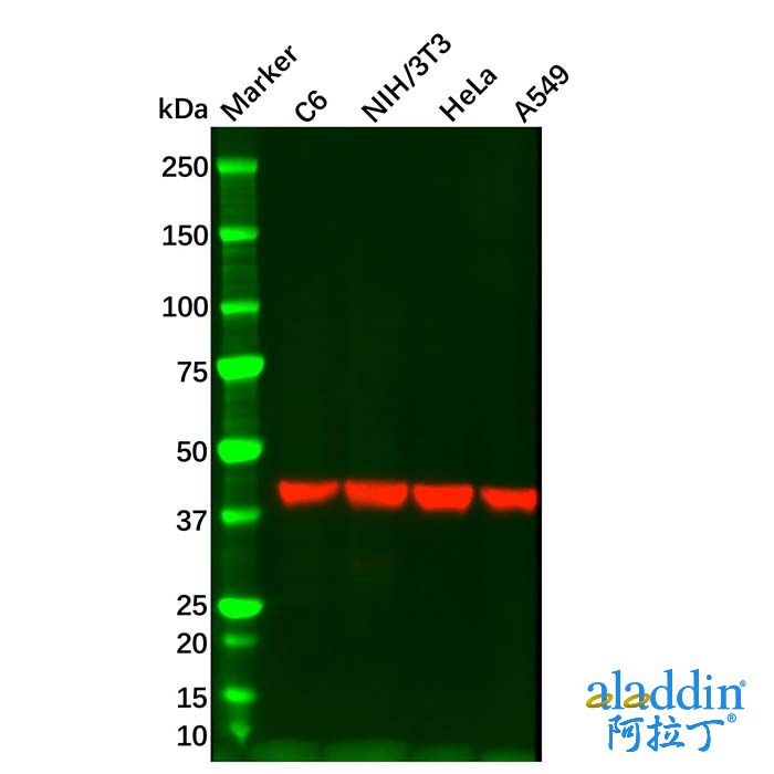 Rabbit Anti-Mouse IgG (HRP)
