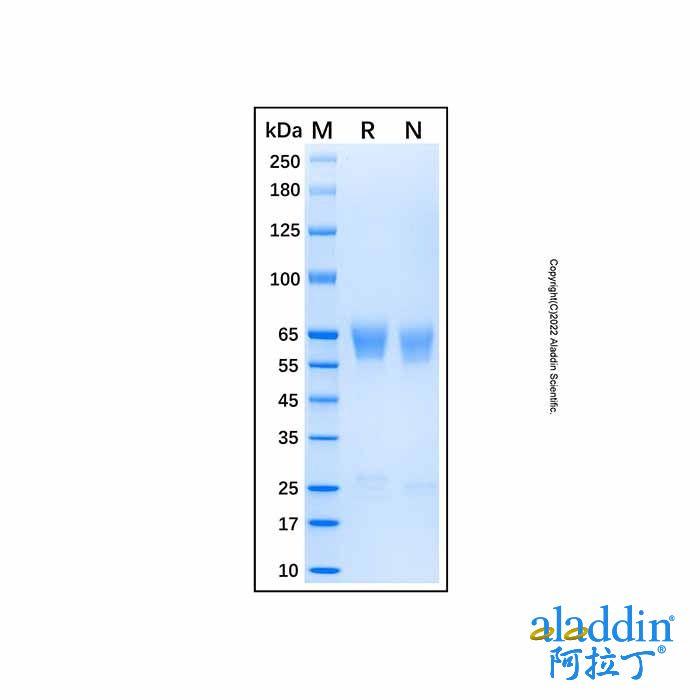 Recombinant Human MMP-8 Protein