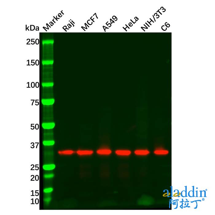 Goat Anti-Rabbit IgG H&L (HRP)