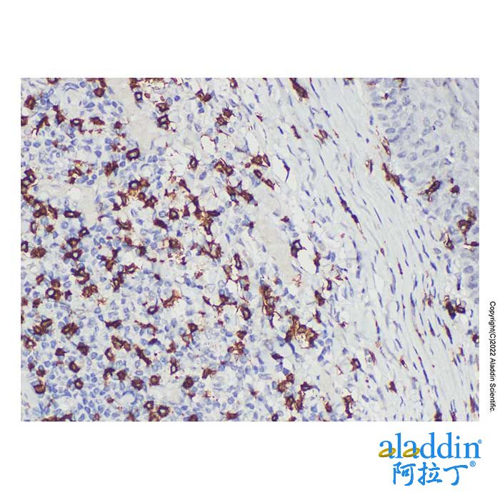 CD8 alpha Mouse mAb