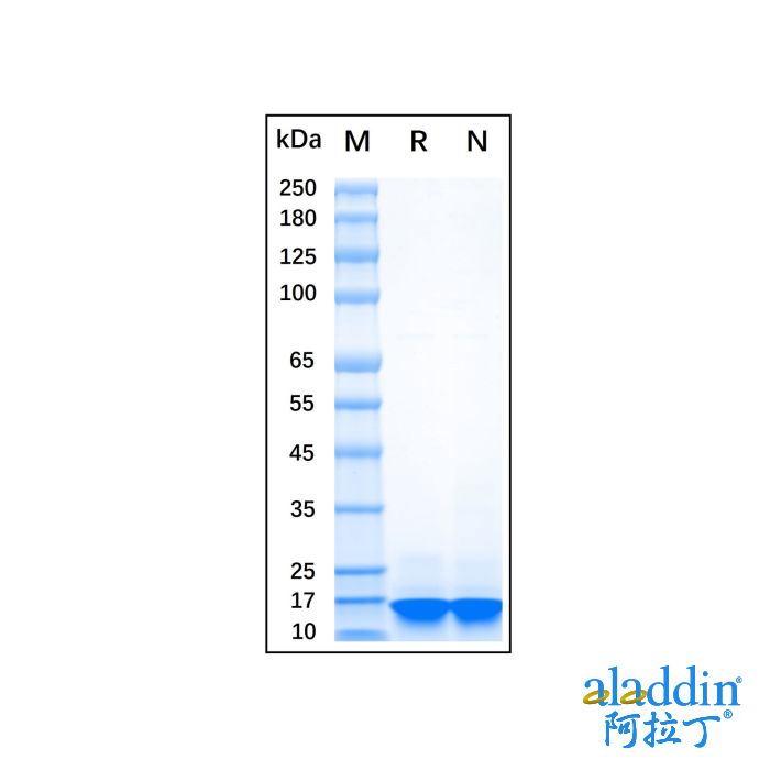 Recombinant Human Alpha-synuclein Protein
