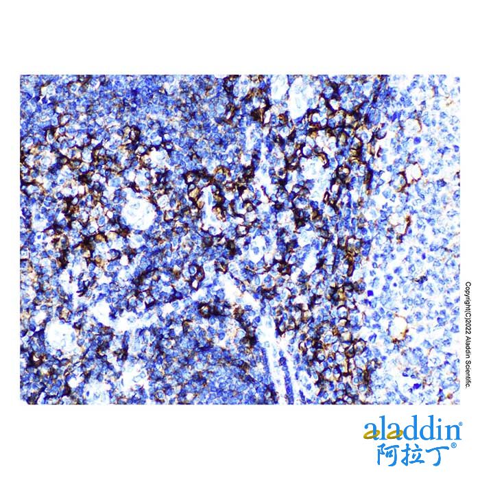 CD44 Mouse mAb