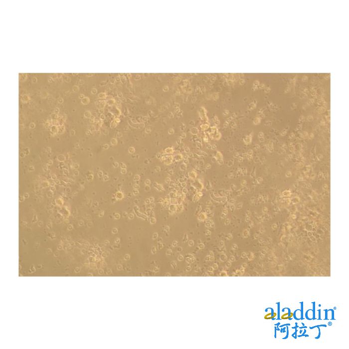 Recombinant Human CD83 Protein