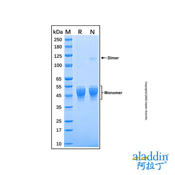 Recombinant Human Serpin A1/alpha-1-Antitrypsin Protein
