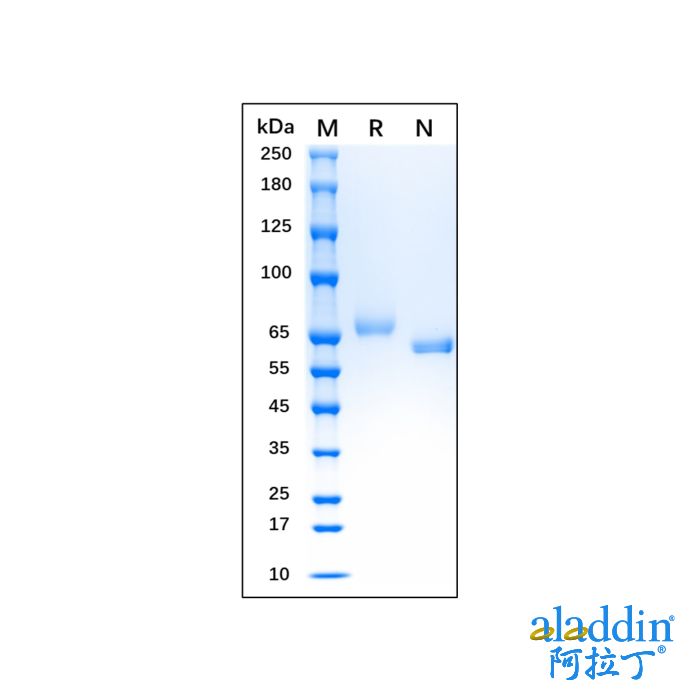 Recombinant Human Transferrin Protein