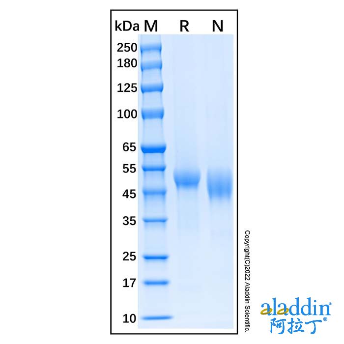 Recombinant Human u-Plasminogen Activator/Urokinase Protein