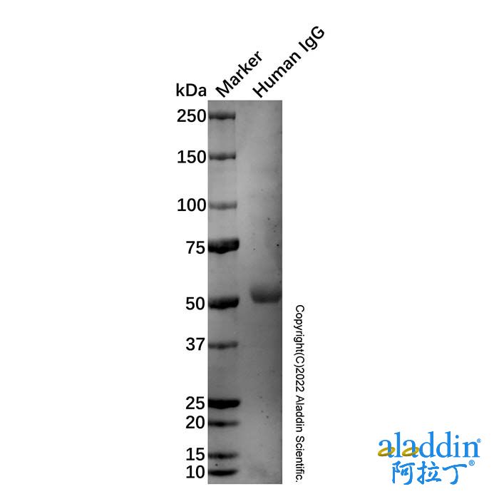 Goat Anti-Human IgG Fc (Alkaline Phosphatase)