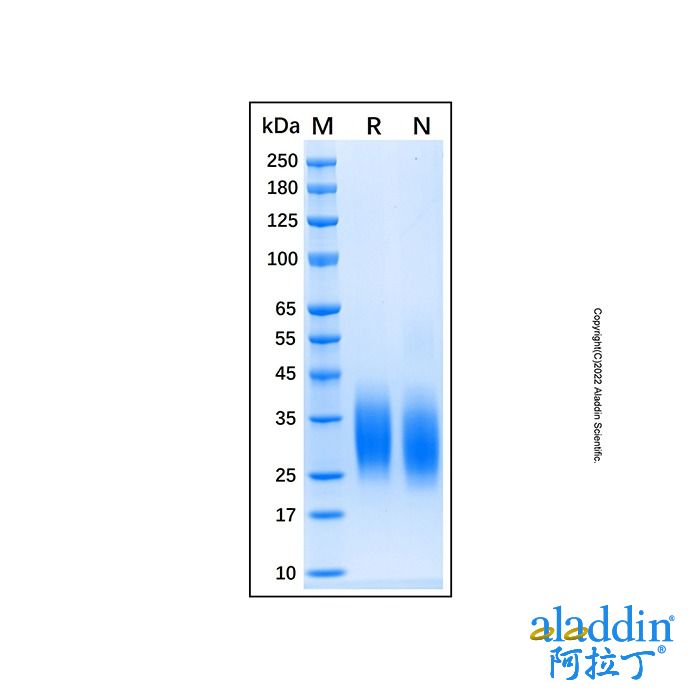Recombinant Human PTH1R/PTHR1 Protein