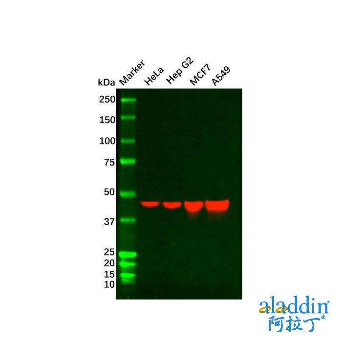 Recombinant Cytokeratin 18 Antibody
