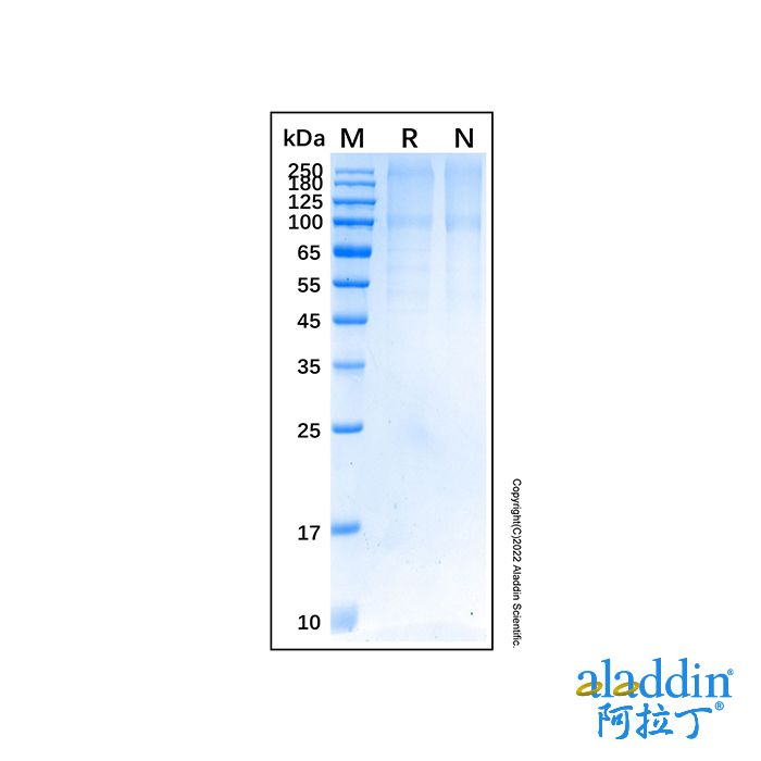 Recombinant Human TGF-beta RIII Protein