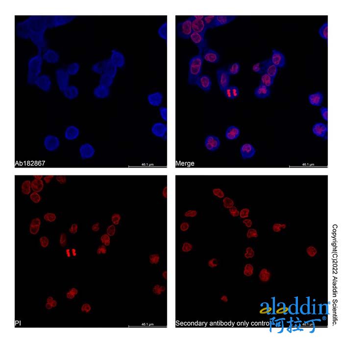 Goat Anti-Human IgG (AF405)