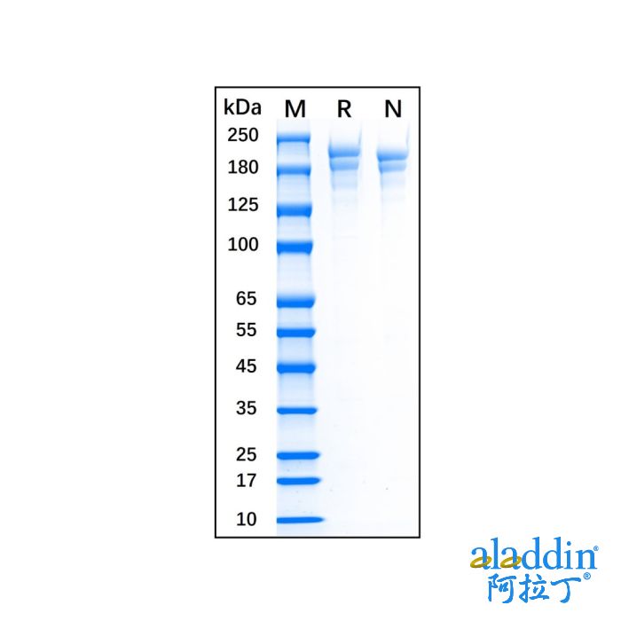 Recombinant Human Fibronectin Protein