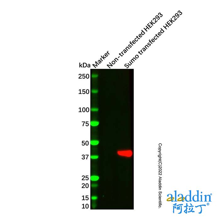 Sumo tag Mouse mAb