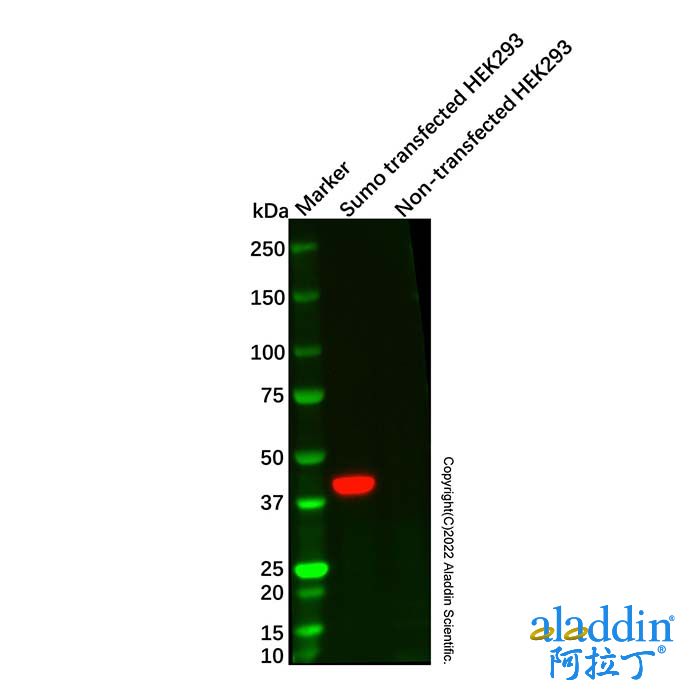Sumo tag Mouse mAb