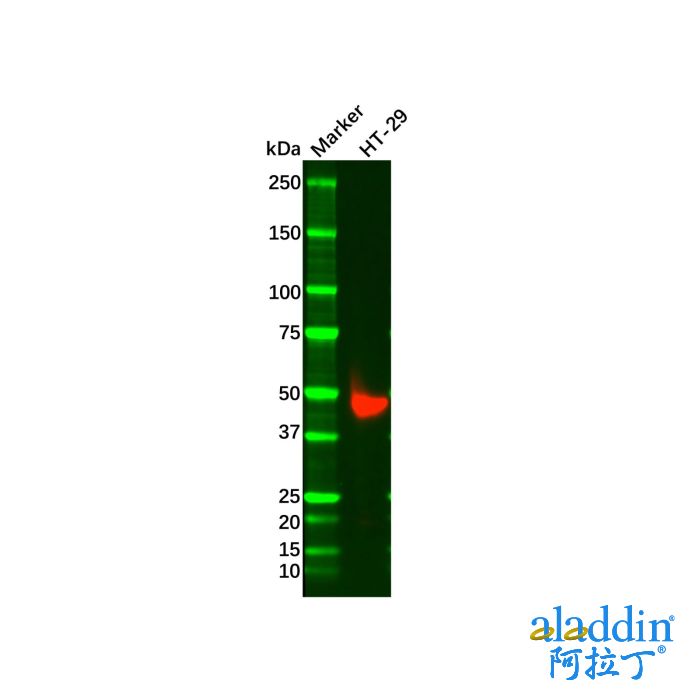 Recombinant Cytokeratin 20 Antibody