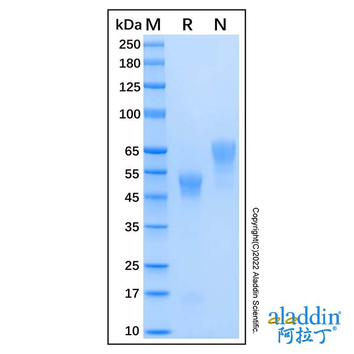 Recombinant Human Coagulation Factor Xa Protein