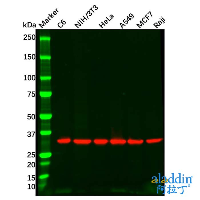 Goat Anti-Rabbit IgG H&L (Biotin)