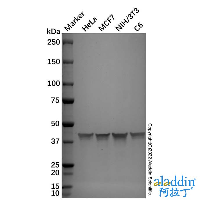 Goat Anti-Rabbit IgG H&L (Alkaline Phosphatase)