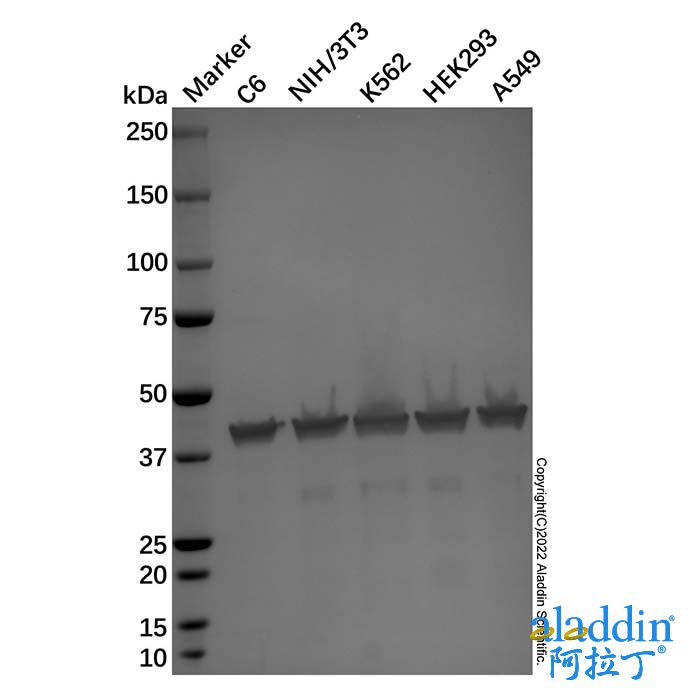 Goat Anti-Mouse IgG H&L (Alkaline Phosphatase)