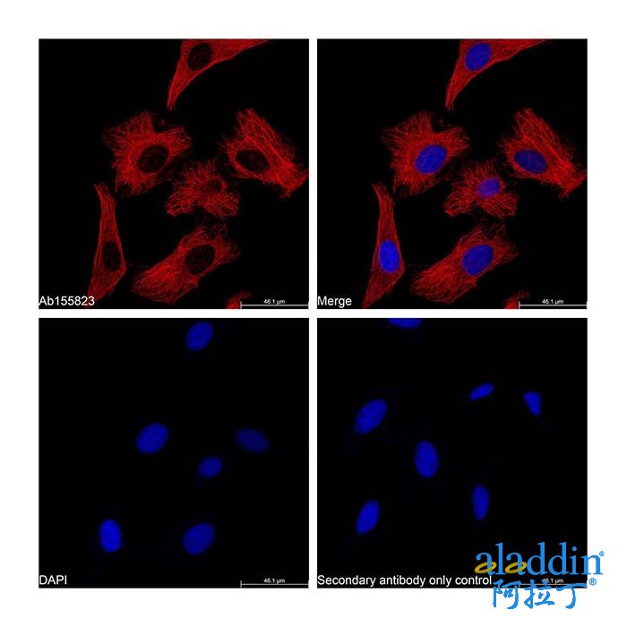 Goat Anti-Mouse IgG H&L (Cy5)