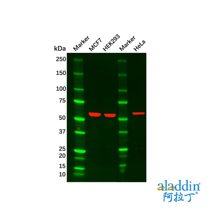AKT1 Mouse mAb