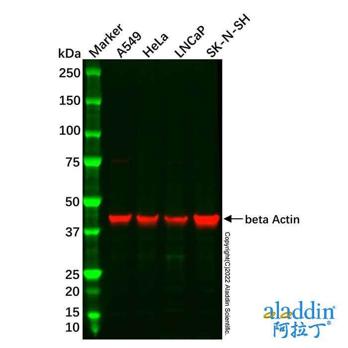 SK-N-SH Whole Cell Lysate