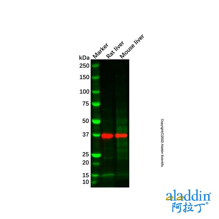 Mouse liver tissue lysate - total protein