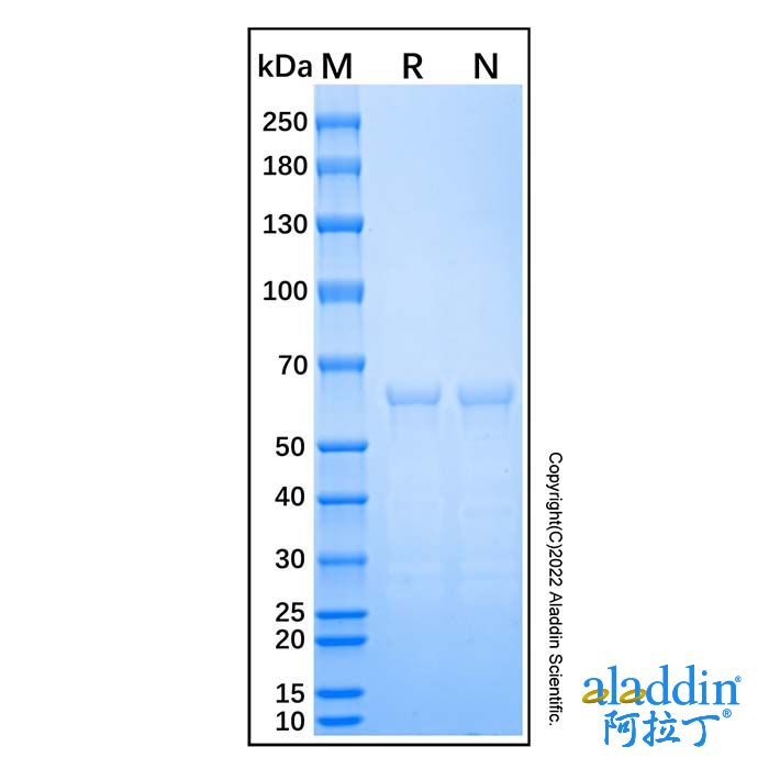 Recombinant Human 5'-nucleotidase/CD73 Protein