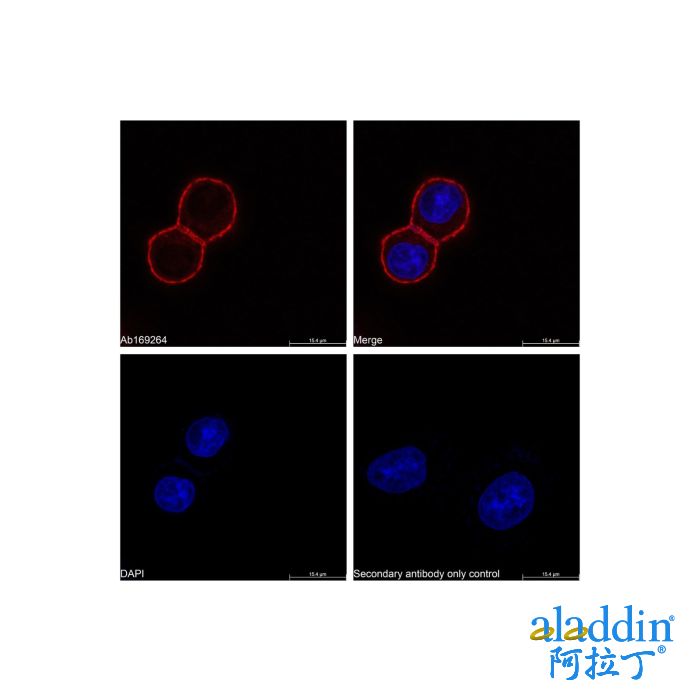 Goat Anti-Rabbit IgG H&L (TRITC)