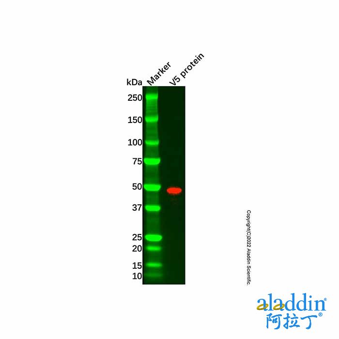 Recombinant V5 tag Antibody