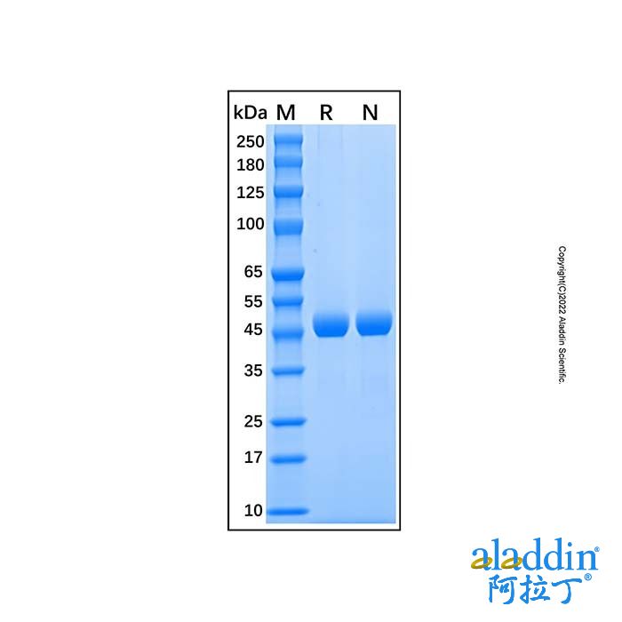 Recombinant Human Renin Protein