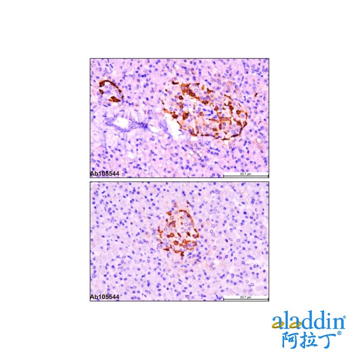 Recombinant GCG Antibody
