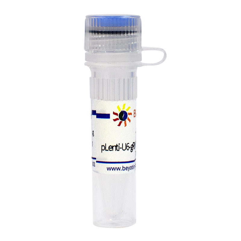 pLenti-U6-gRNA-Cas9-P2A-mCherry-Bla