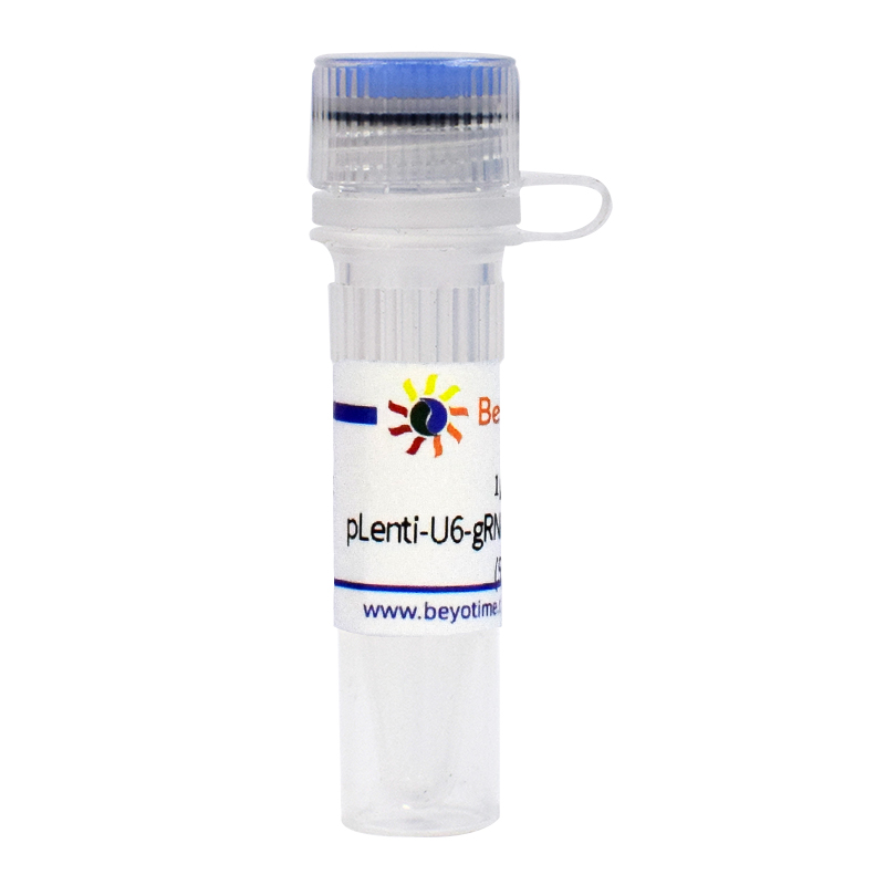 pLenti-U6-gRNA-Cas9-P2A-EGFP-Neo