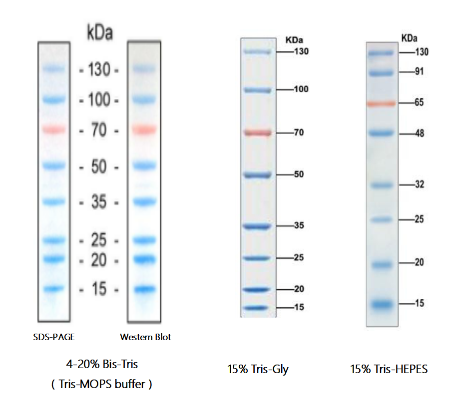 双色预染标准蛋白Marker(15-130kDa)Two-Color Prestained Protein Ladder（15-130kDa）