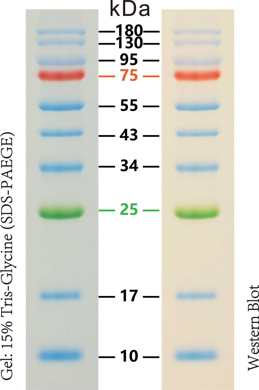 预染标准蛋白Marker(10-180kDa)Prestained Protein Ladder（10-180kDa）