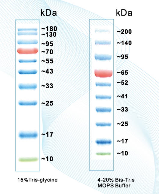 预染标准蛋白Marker(10-180kDa)Prestained Protein Ladder（10-180kDa）