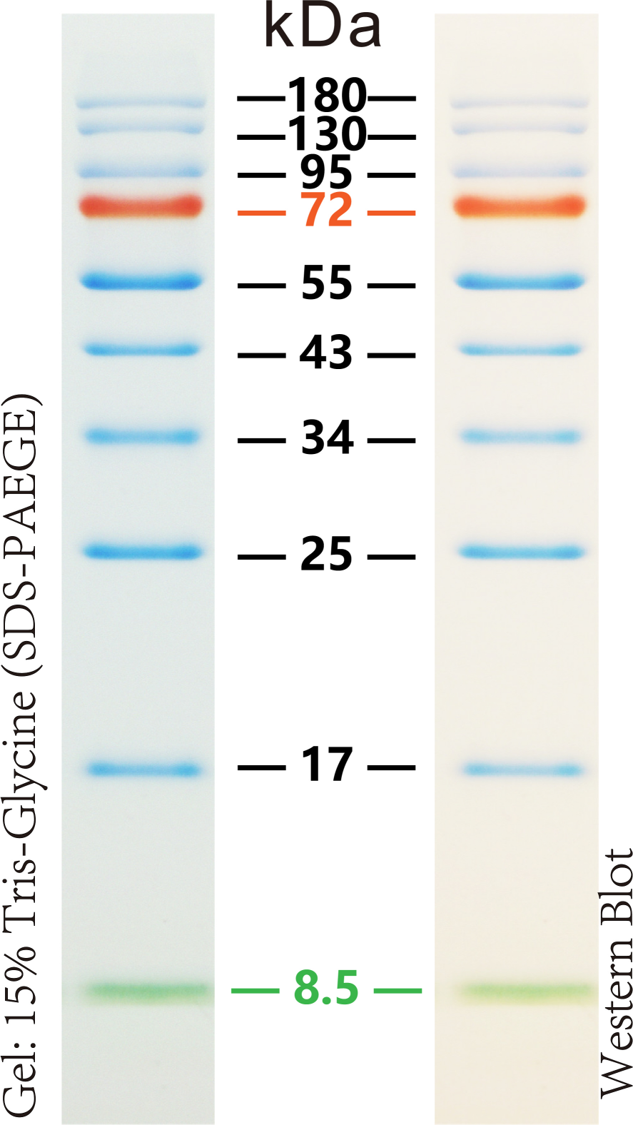 预染标准蛋白Marker(8.5-180kDa)Prestained Protein Ladder（8.5-180kDa）