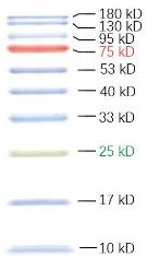 彩色预染蛋白分子量标准Prestained Color Protein Marker(10-180 kDa)