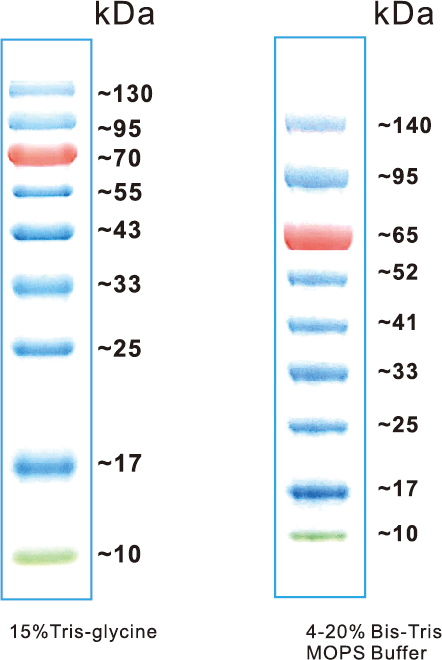 预染标准蛋白Marker(10-130kDa)Prestained Protein Ladder（10-130kDa）