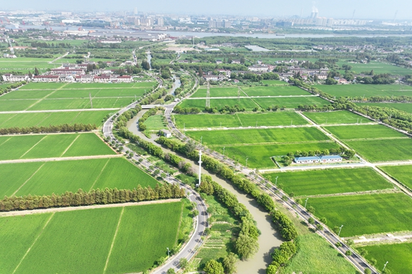 望园路（大叶公路-黄浦江南岸）道路新建工程