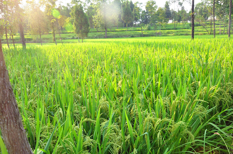 杨森故居风水考察