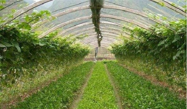 大棚保温被