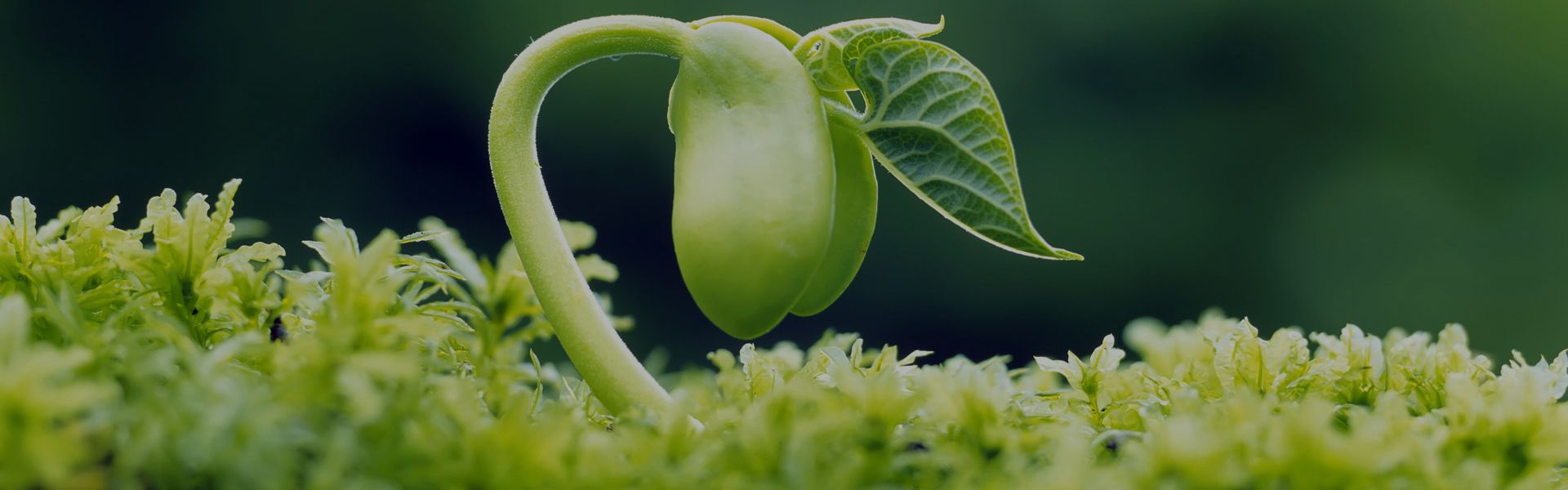 乐施林近视治疗仪 乐施林近视治疗仪