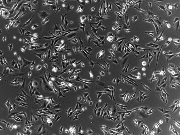 細(xì)胞培養(yǎng)概述