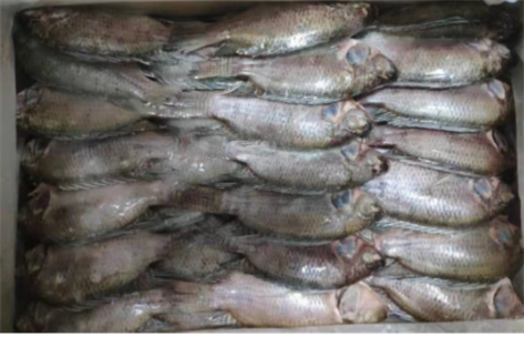 三去羅非魚