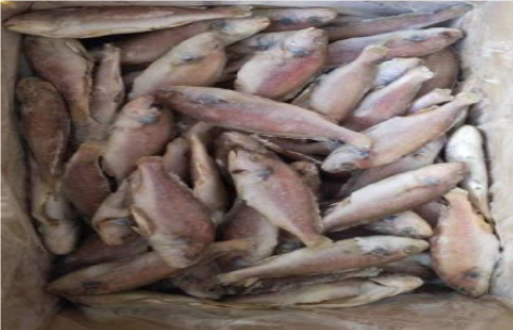 白菇魚