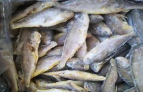 三去小黃魚