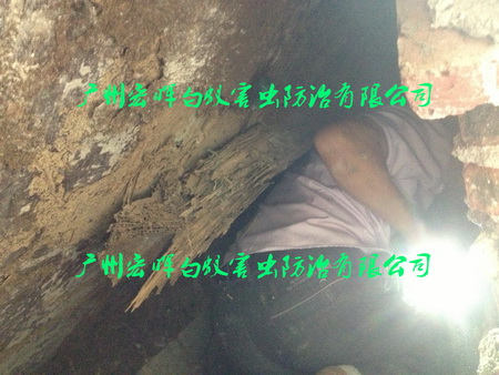 别墅挖白蚁巢